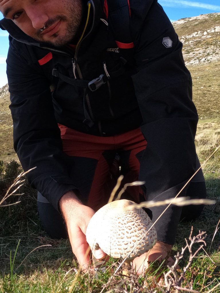 Supervivencia Borja setas