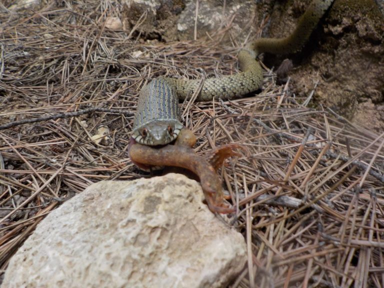 Taller de naturaleza reptil culebra by Serranía Aventura