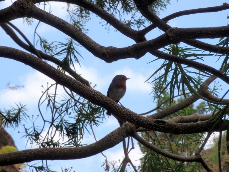 Taller fauna birdwatching petirrojo by Serranía Aventura