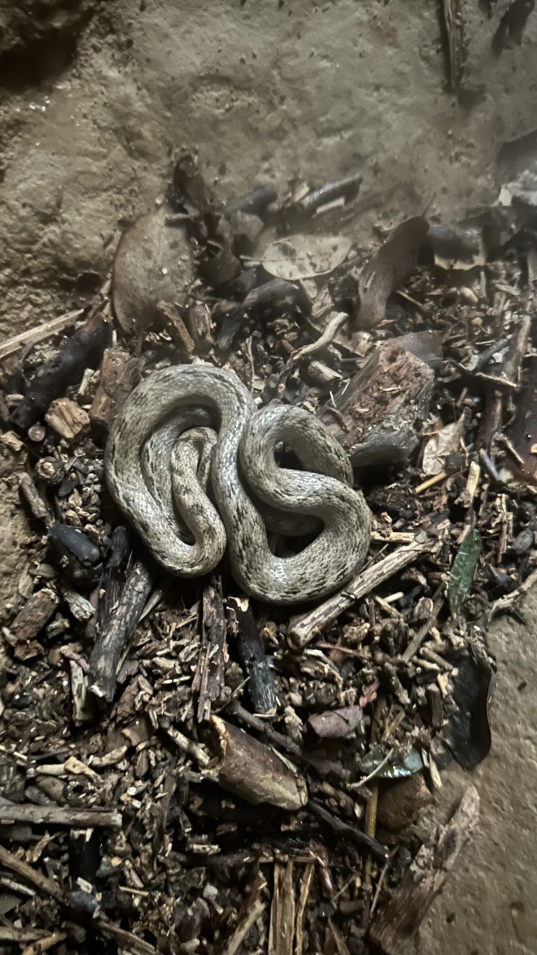 Taller de naturaleza reptil culebra viperina by Serranía Aventura