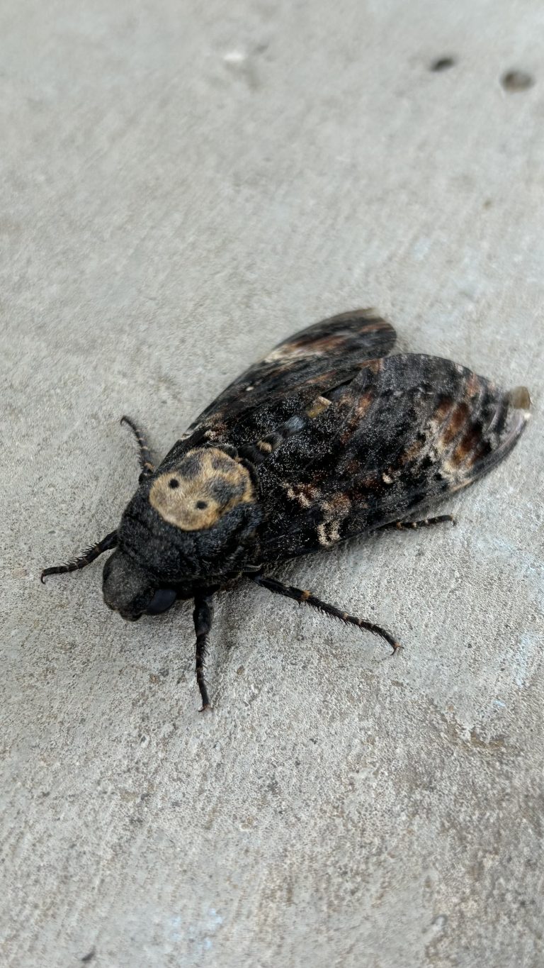 Taller de naturaleza esfinge calavera by Serranía Aventura