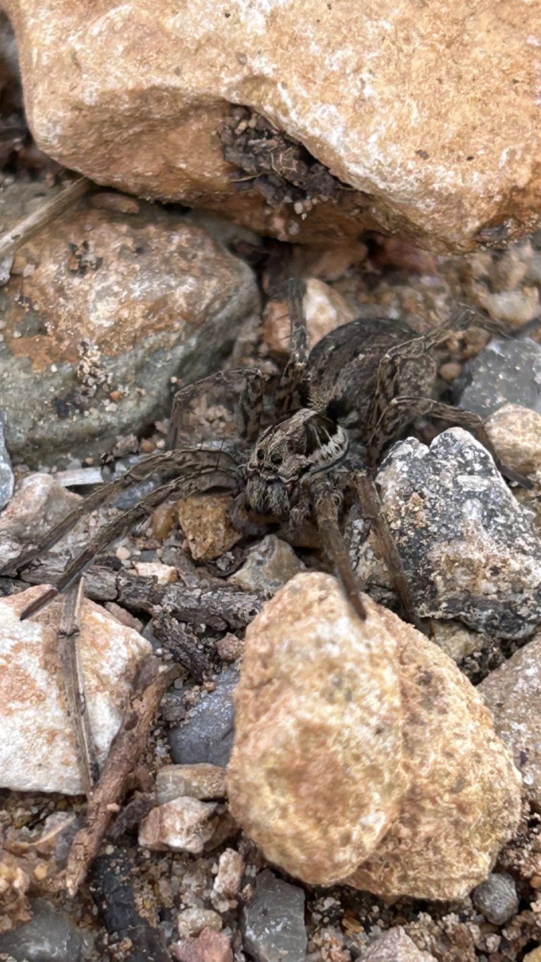 Taller de naturaleza araña lobo by Serranía Aventura