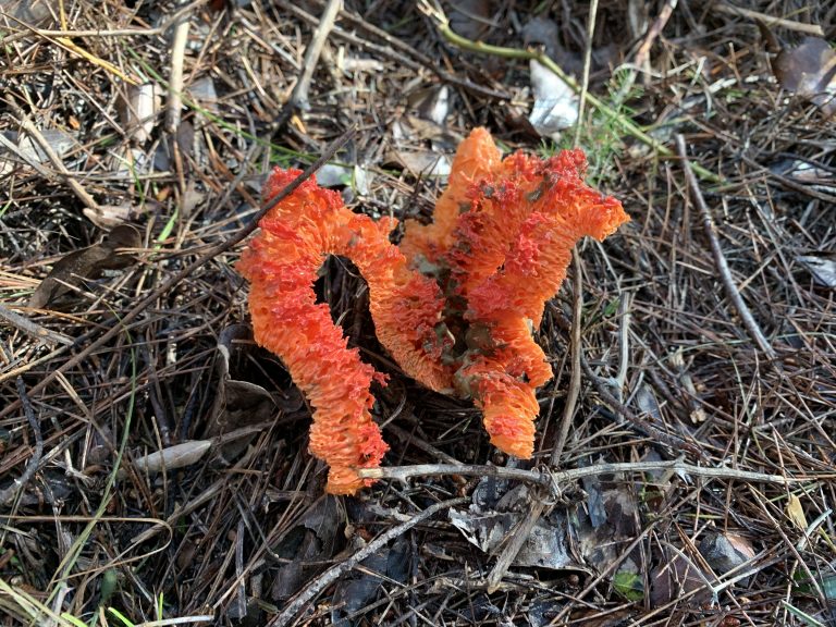 Taller de naturaleza hongos by Serranía Aventura