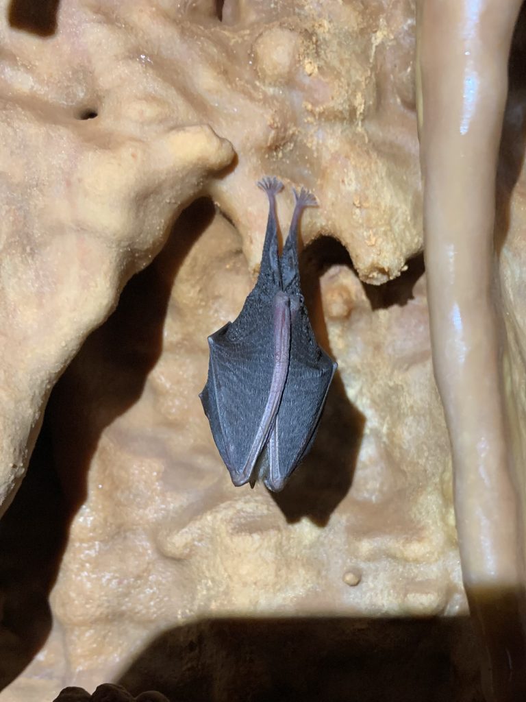 Taller de naturaleza murciélago by Serranía Aventura