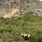 Taller de naturaleza cabra montesa by Serranía Aventura