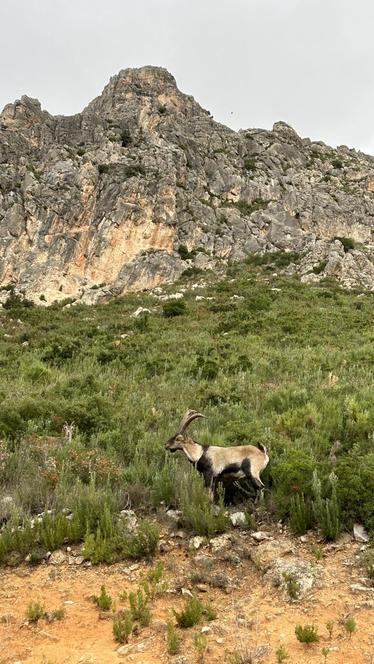 Taller de naturaleza cabra montesa by Serranía Aventura