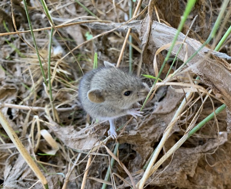 Taller fauna by Serranía Aventura