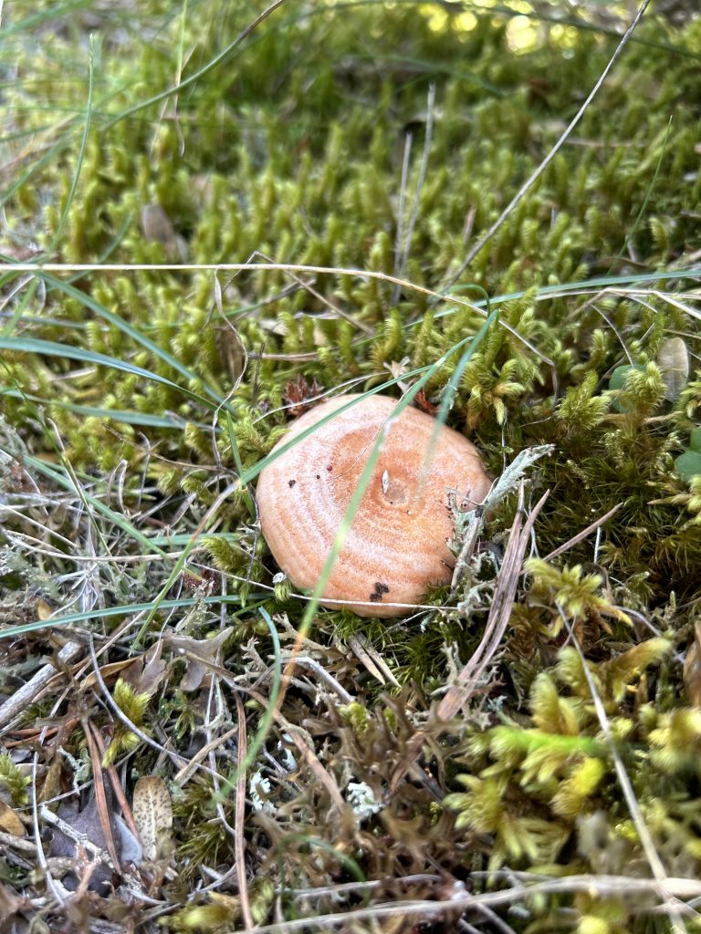 Taller de naturaleza hongos níscalo by Serranía Aventura