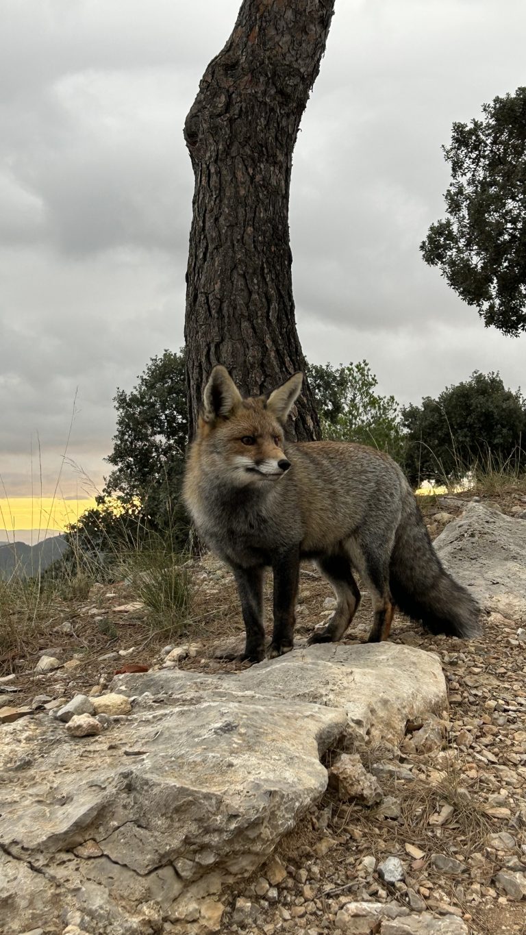 Taller de naturaleza zorro by Serranía Aventura