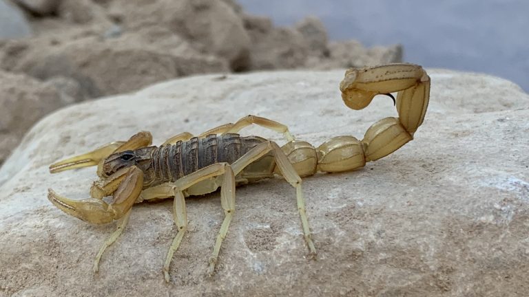 Taller de naturaleza escorpión by Serranía Aventura