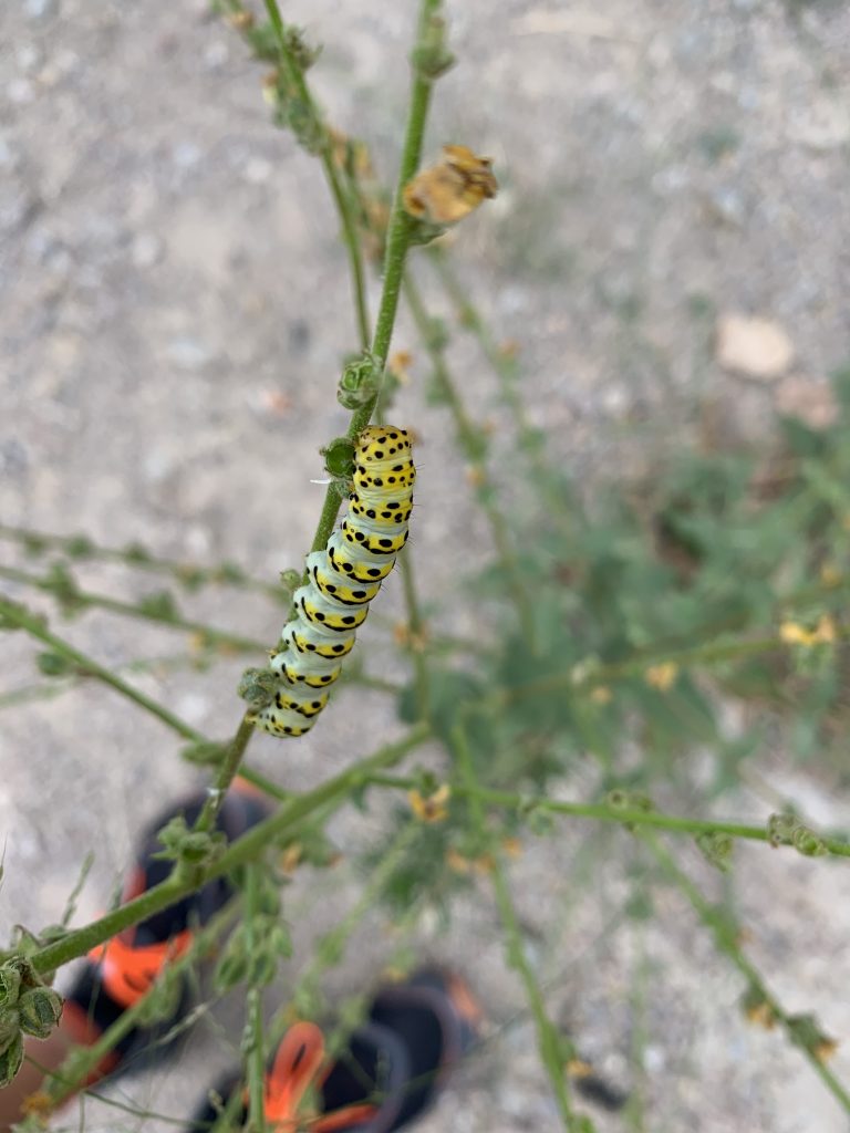 Taller de naturaleza oruga by Serranía Aventura