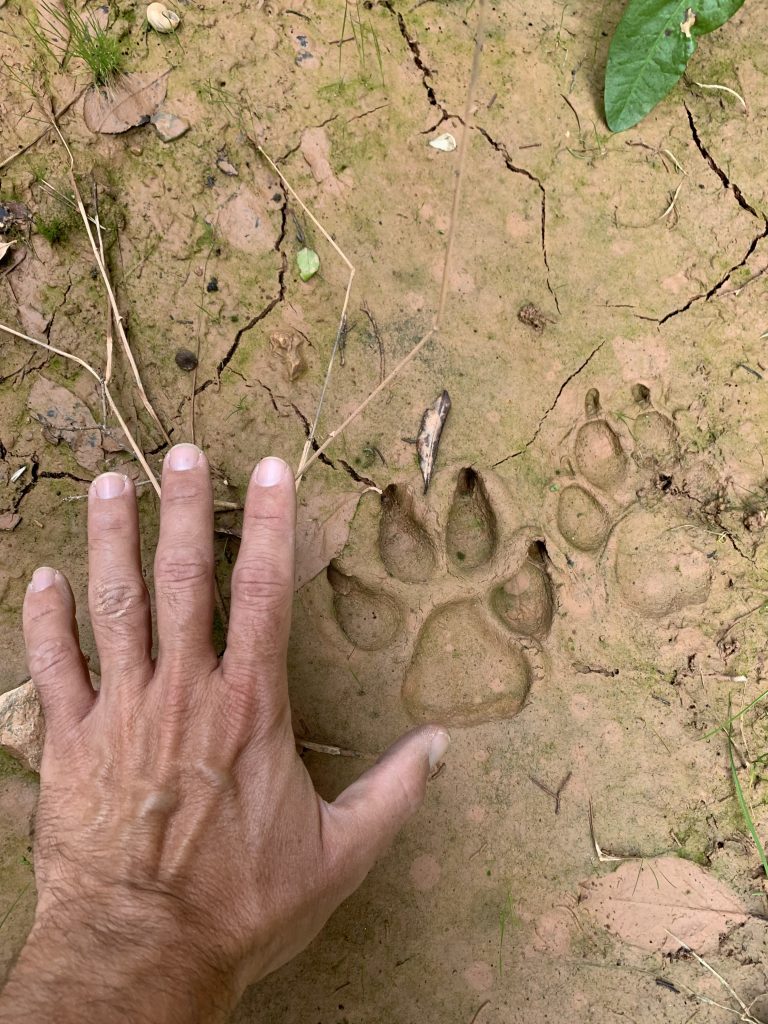 Taller de naturaleza huella de lobo by Serranía Aventura