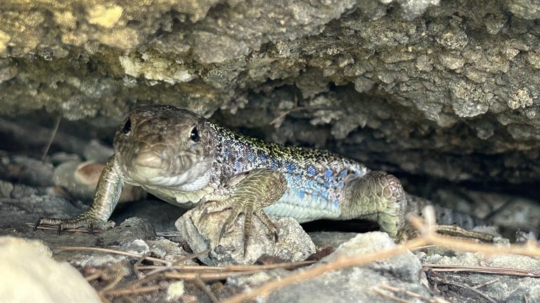 Lagarto ocelado fauna by Serranía Aventura
